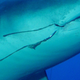 A tiger shark embedded with a fish hook.